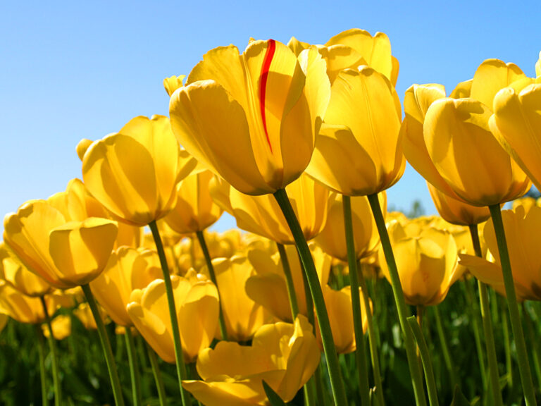 May Newsletter