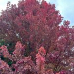 September Newsletter