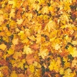 Bright collection of autumn maple leaves in vibrant yellows and oranges.