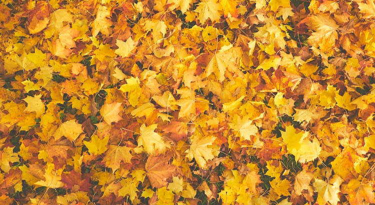 Bright collection of autumn maple leaves in vibrant yellows and oranges.